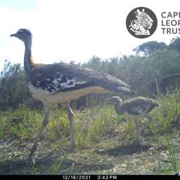 Denham's bustard